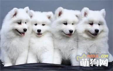 十大宠物犬排名