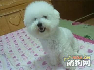 十大宠物犬排名