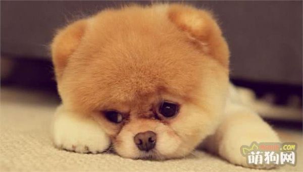 十大宠物犬排名
