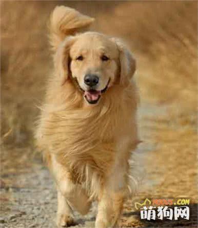十大宠物犬排名