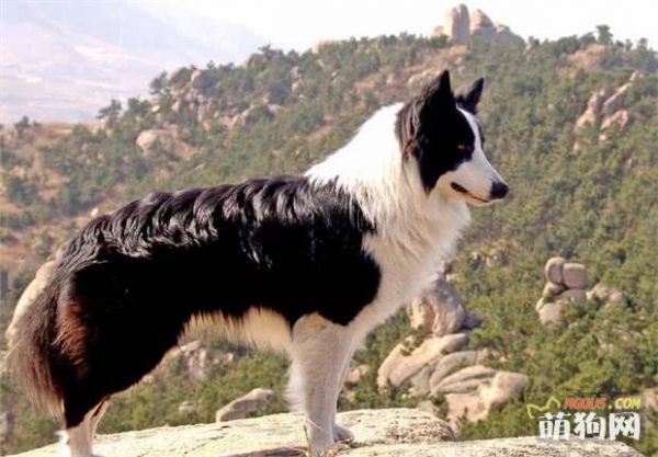 十大宠物犬排名
