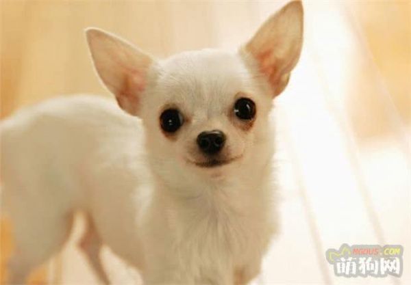 十大宠物犬排名