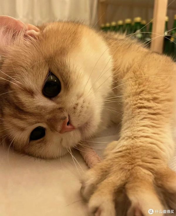 养猫之旅:利与弊的辩证思考
