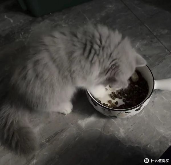 养猫之旅:利与弊的辩证思考
