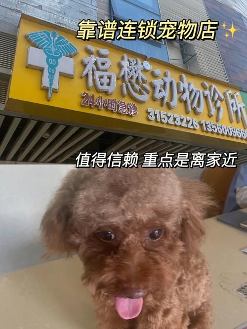 我所在的城市里有一家宠物医院用英语怎么说 我所在的城市里有一家宠物医院用英语怎么说