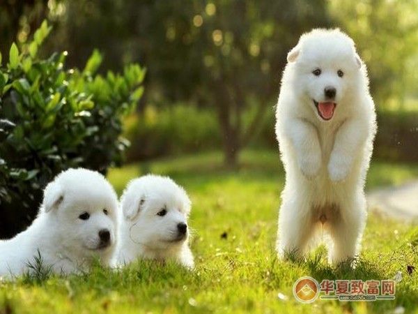 宠物宝宝加盟