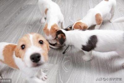 鬣狗是猫科动物 鬣狗是猫科动物还是兽类