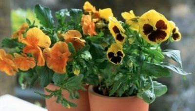 南非吸脂蚊子南非吸脂蚊子多吗?