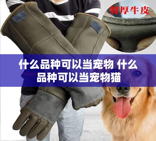 什么品种可以当宠物 什么品种可以当宠物猫
