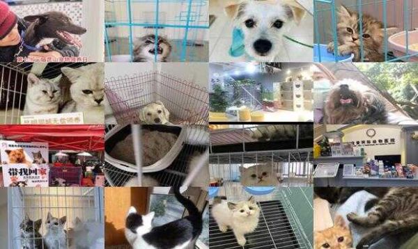 昆明宠物免费领养中心