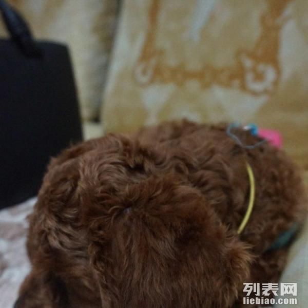 昆明宠物收容，守护流浪小生命的温暖家园