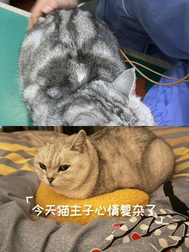 今天猫主子心情复杂了