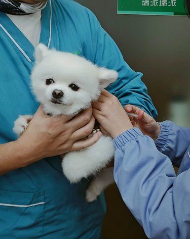 成都|宠物们的健康守护者