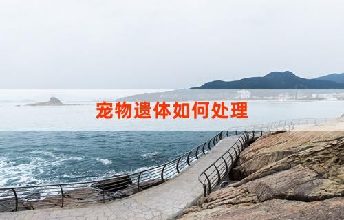 宠物遗体如何处理