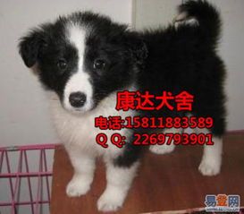 边境牧羊犬价格一览：你的宠物狗值多少钱？