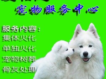虹口区江湾镇宠物殡葬服务江湾镇宠物火化电话江湾镇动物火葬地址