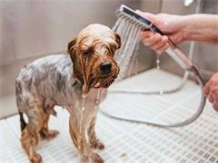 上海上门纠正训犬-收费标准