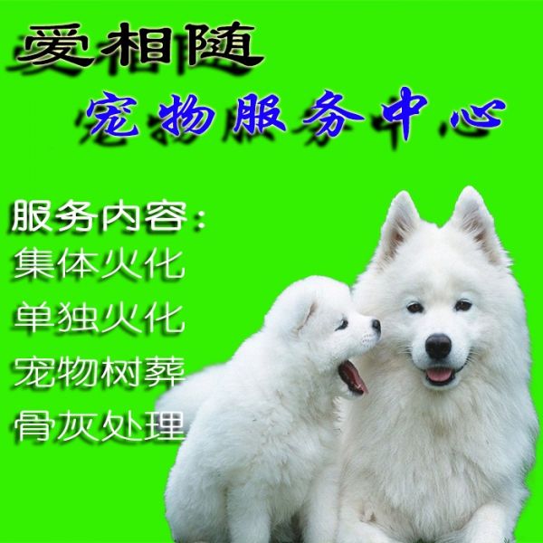 虹口区江湾镇宠物殡葬服务江湾镇宠物火化电话江湾镇动物火葬地址