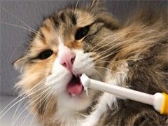 上海训犬学校-训犬电话