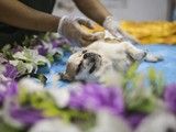 上海闵行狗狗死了火化 宠物墓地-24小时服务