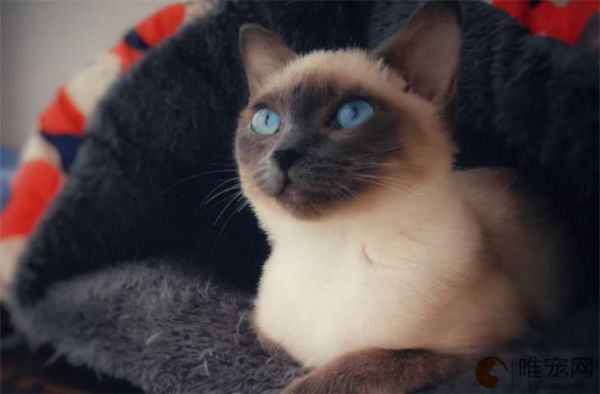 猫咪怕冷吗冬天