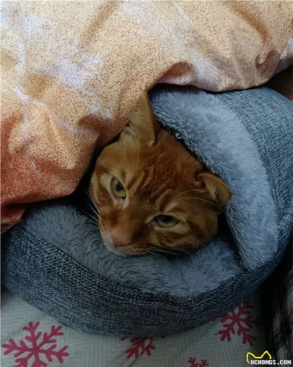 宠物猫怕冷吗？
