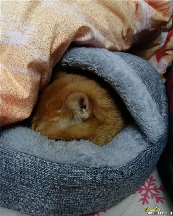 宠物猫怕冷吗？