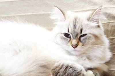 两个月幼猫老是流眼泪用什么药 猫用眼药水推荐