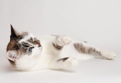 出生一个月的小猫可以吃什么东西 1到2个月的小猫的喂养方法
