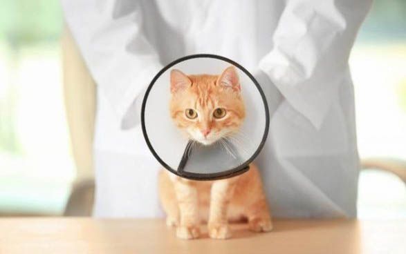 猫为什么怕冷，猫怕冷怎么办