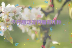 今日萌宠宠物猫有几种