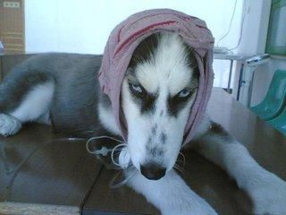 宠物冷知识：10只猫9只怕冷，猫为什么比狗怕冷？！