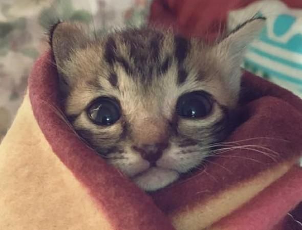 宠物冷知识：10只猫9只怕冷，猫为什么比狗怕冷？！