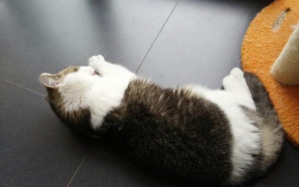猫咪怕热还是怕冷