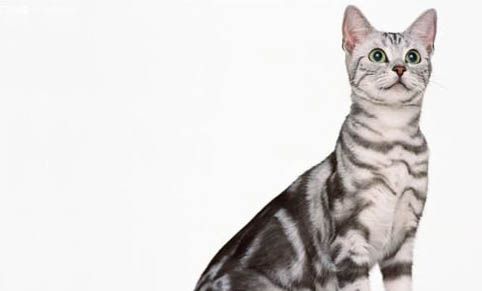 猫咪怕热还是怕冷