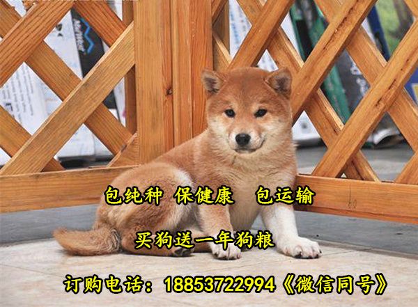 贵州省兴义市宠物市场在哪