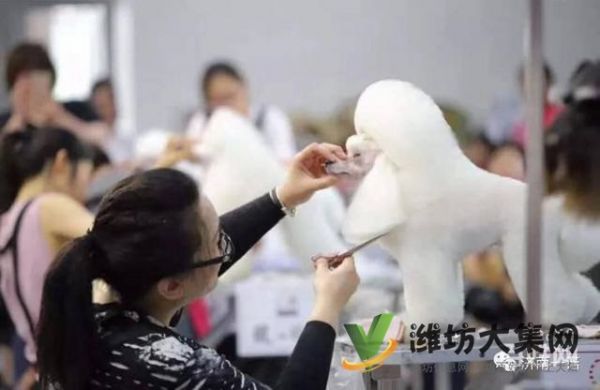 一诺宠物美容师培训学校，免费试学，让你赢在起跑线