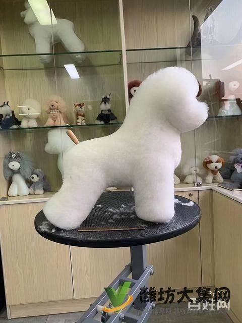 一诺宠物美容师培训学校，免费试学，让你赢在起跑线