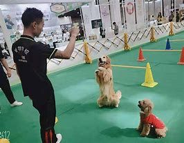 苏州宠物美容培训学校哪家好