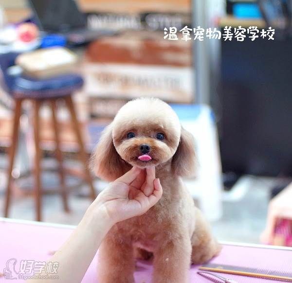  合肥温拿宠物美容学校 作品展示