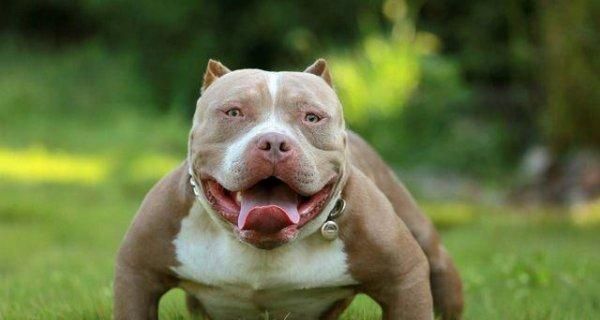 如何训练大型犬禁止扑陌生人？（以宠物为主，从小培养好习惯，提升社交能力）