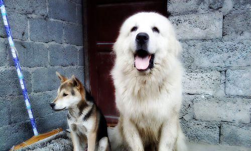 如何训练大白熊犬——成为理想的宠物伴侣（从基础训练到高级技巧，让你的大白熊犬成为听话、乖巧的宠物）