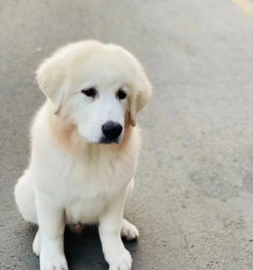 如何训练大白熊犬——成为理想的宠物伴侣（从基础训练到高级技巧，让你的大白熊犬成为听话、乖巧的宠物）