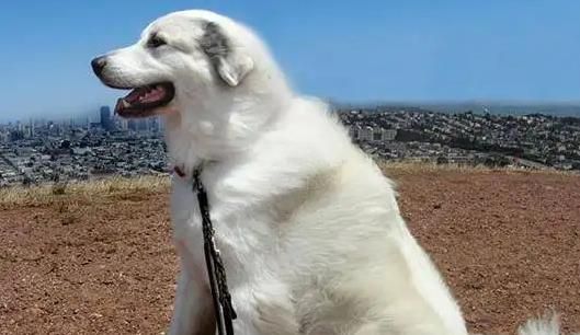 如何训练大白熊犬——成为理想的宠物伴侣（从基础训练到高级技巧，让你的大白熊犬成为听话、乖巧的宠物）