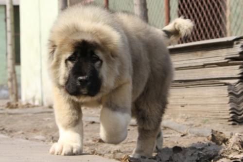 高加索犬