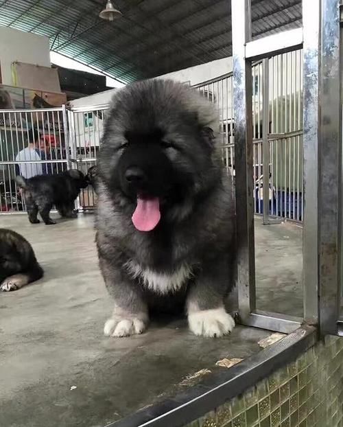 高加索犬