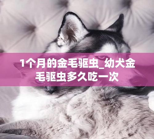 1个月的金毛驱虫_幼犬金毛驱虫多久吃一次