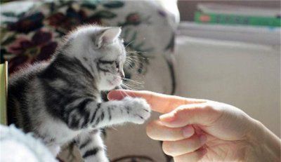 怎么教猫收爪子 如何训练