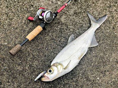 路亚钓鱼零基础入门教程 轻松掌握技巧 经验分享