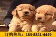 云南昭通彝良宠物基地纯种博美犬